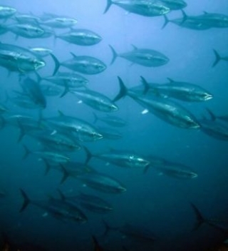  La transparencia del mar 